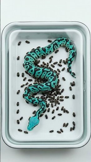 How Beetles Break Down Organic Material | Macro Science Experiment