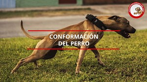 24K views · 177 reactions | Conformación del Perro Raza usada para la ilustración : American Pit Bull Terrier | Apbt Peru | Facebook