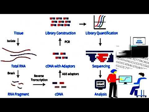 RNA Sequencing or Whole Transcriptome Shotgun Sequencing