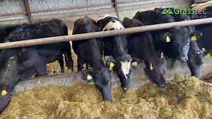13 reactions | Very select group of 40 maiden heifers on offer here. These are a lovely type and frame showing great potential already. The PTA figures for this group are showing 5.05% Fat and just over 4.00% Protein, surpassing their already high performing dams. https://www.grasstecgroup.com/livestock-available/40-xbred-ai-sired-elite-maiden-heifers/ | Grasstec | Facebook