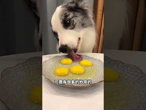 Title: Spring Dog Care: Easy Tips for Newbies