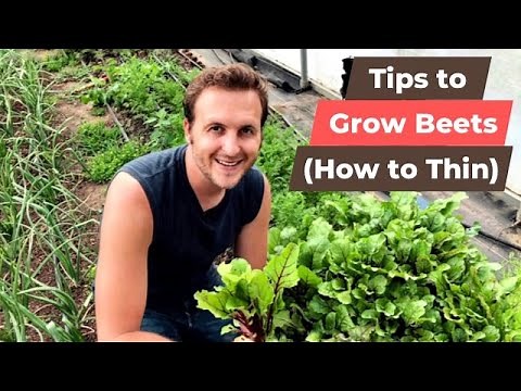 Tips for Growing Beets (How to Thin)