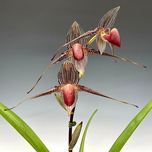 Paph. rothschildianum (Select Sib Crosses)