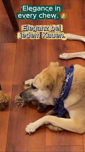 Coffee Wood Chew for Dogs | Natural Chew and Dog Chew Toy Review with Cute Reaction