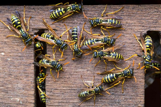 4 Easy Ways to Get Rid of Wasps Fast and Make Sure They Don't Come Back