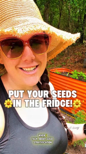 Growing chamomile successfully in a home herb garden