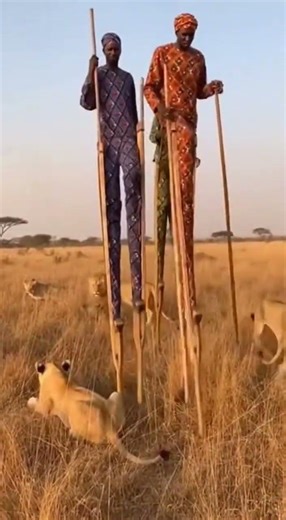 Man on Stilts FALLS Directly Onto a LION Pride! 😱