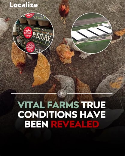 VITAL FARMS TRUE CONDITIONS VITAL FILES PT 1 | vital farms