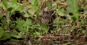 Cute Chipmunk Eating Feeding Foraging On The Ground in California