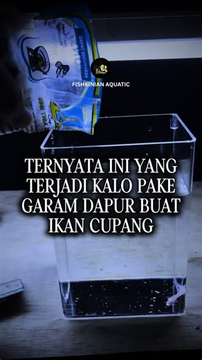 Cupang Hias Indonesia: Rekomendasi dan Tips Perawatan