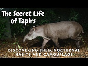 Animal tapiear | Wild tapirus | Wild tapiear | Tapirus | Tapir