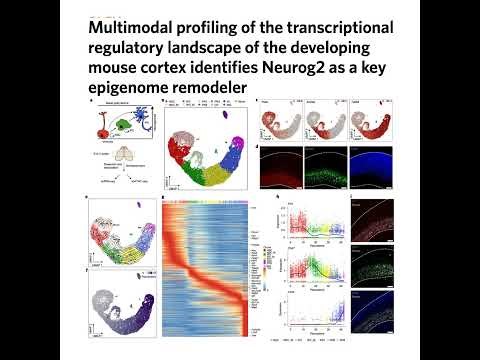 873-Multimodal Mapping of Neocortical Lineage Specification