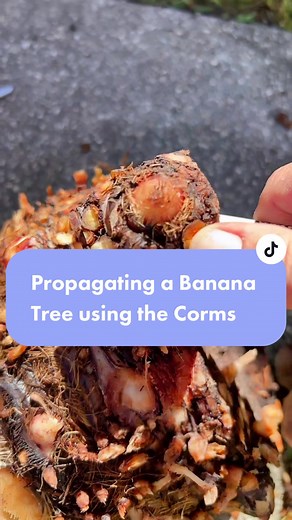 Banana Tree Propagation using the Corms 🍌 #Fyp #Banana #Propagation #Corms #Gardening #GrowYourOwn #GardeningTips #Plants #PlantTok #GrowTok #GrowFoodNotLawns #Permaculture #Grow #GreenThumb #FoodForest #Diy #BananaTree #ForYou