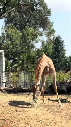 Where should you visit in Addis Ababa unity park #addisababa #ethiopianmusic #ethiopia