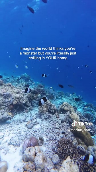 Mans just tryna live his life ok 😤🌊 #sharks #coralreef #marinebiologist #underwaterencounters #maldives