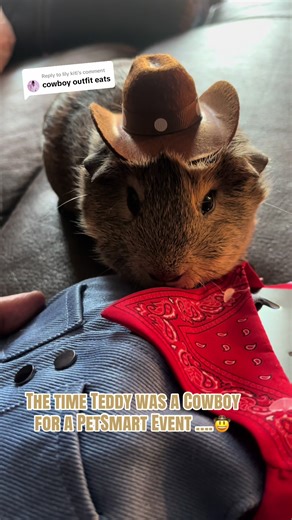Dressing Up Teddy: The Cowboy Guinea Pig