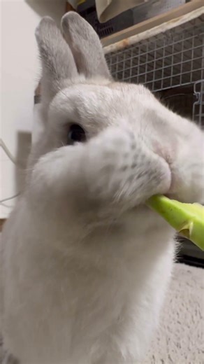 Rabbit eating broccoli ASMR 🥦 | Omochi