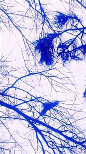 Red Kite N°3 silhouetted take off #nature #redkite #birdsofprey