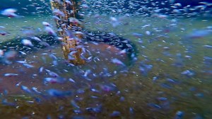 17K views · 368 reactions | A back breaking task is almost due. At least culling is made more fun and will be easier with these days old fry colouring up already 爛 | The Koi and Goldfish Factory | Facebook