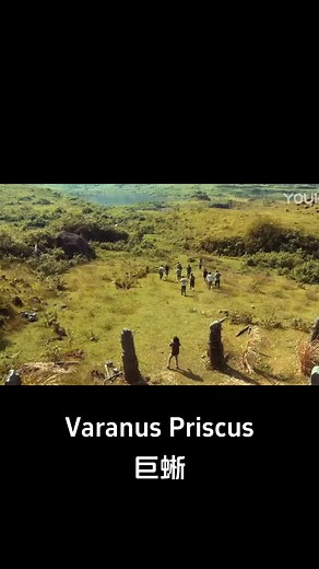 The man blew the horn to summon the giant lizard! #巨蜥 #VaranusPriscus #优酷电影 #youkumovie | Youku Movie