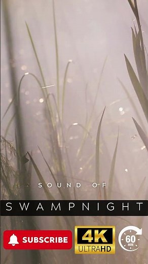 Sound of Swamp Night - #meditate #relax #focus #sleep #yoga #ambience