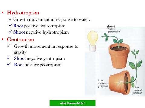 Biology Grade 10 Unit 4 Food Making and Growth in Plants Tutorial Part Four