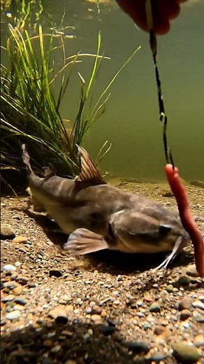 😱GIANT Mekong CATFISH BITE! You WON'T Believe What Happened!🎣 #fishing #crazyfish