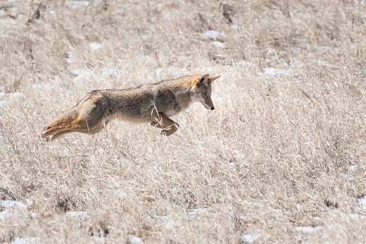 How High (And Far) Can Coyotes Jump?