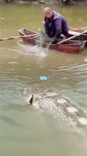 kakek pemancing... strike ikan raksasa yang terjebak #fishing #mancing