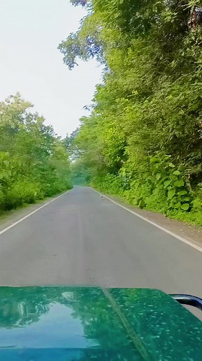 5.9K views · 151 reactions | Indian Golden Jackal !! Spotted Deer !! Jim Corbett National Park Jungle Safari #viralreelsシ #viralreels #trendingreels #facbookreels #facbookpageviral #safari #Facebook規定禁止活體買賣 #facebookpages #trend #indian Gitanjali | Jim Corbett Wildlife & Nature View | Facebook