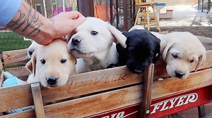 219K views · 3.6K reactions | Labrador Puppies Go For A Wagon Ride! Wheeling around the cutest baby Labs, until they hop out for play time!! | Life With Labradors | Facebook