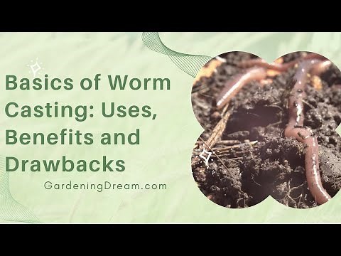 Basics of Worm Casting: Uses, Benefits and Drawbacks