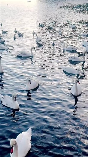 Roseberry 🌹 (@roseberryofficial)’s videos with original sound - Roseberry 🌹