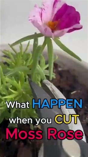Moss Rose Blooms in WEEKS with This Trick #gardening #plants