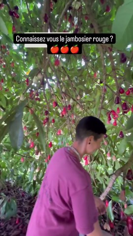 À la découverte du jambosier rouge (Syzygium malaccense)