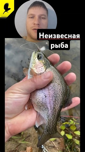 Mutant fish #fishing