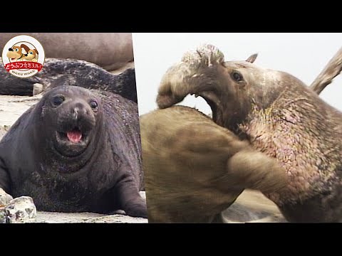 【壮絶】最大体長５m・キタゾウアザラシのオスがぶつかり合う一騎打ち！母と子の別れの時、再びオスの暴力が！そして残された子は…【どうぶつ奇想天外／WAKUWAKU】