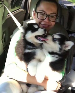 These two Husky Babies will bright your day 🐼🐼😍❤️ | Husky Life
