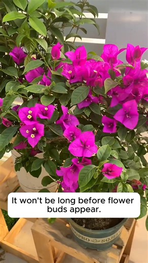 Watering for Cymbidium Orchids #gardenlove #gardendesign #gardenersofinstagram #gardenersworld #garden_styles | Daily Garden Life