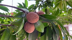 Sapodilla Fruit Manilkara Zapota Fruits On Stock Footage Video (100% Royalty-free) 3718230467 | Shutterstock