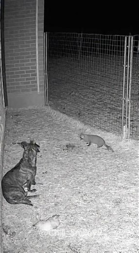 WHOA! The weasel killed two chickens and still tried to bite the dog🤯