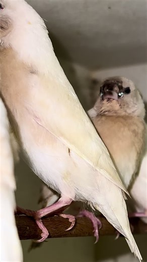 Gouldian finch fledgelings - silver mutation #gouldianfinch #finch #finches