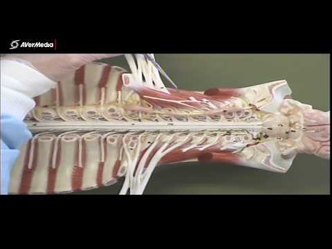 Scalenes and Sympathetic Trunk 2