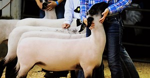 Here’s how to judge sheep at shows — what to look for | AGDAILY