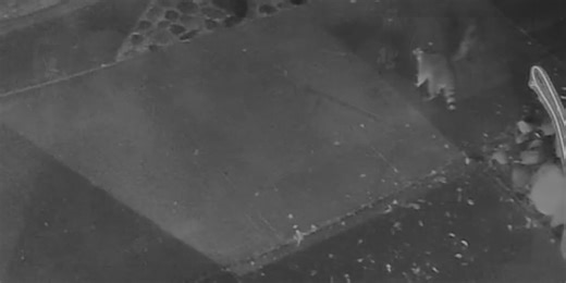 Raccoons terrorizing Northwest Portland community, neighbors say