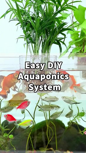 Simple Steps to Create an Aquaponics System at Home