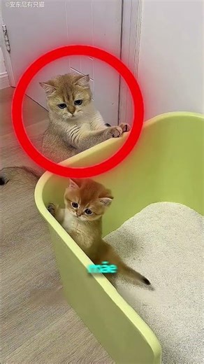 ESSE GATO NÃO SABIA USAR A SUA CAIXA DE AREIA!