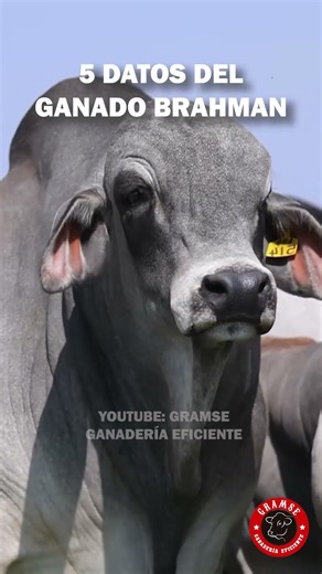 5 INTERESTING FACTS ABOUT BRAHMAN CATTLE #zebu #brahman #bulls #gyr #livestock #fince
