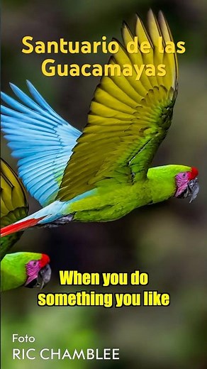 Santuario de las Guacamayas