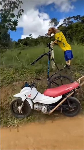 This Dog's Cycling Skills Are Crazy! 🤯